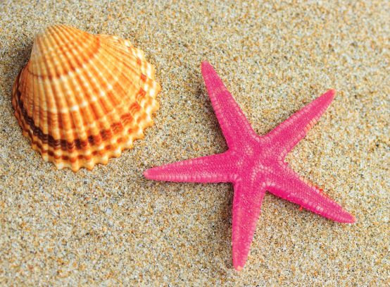 starfish-pink